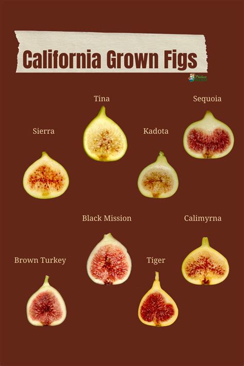 where are the highest quality shriveled figs grown